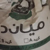 بذرگندم