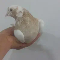 کبوتر پیدا شده