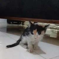 واگذاری گربه کالیکو