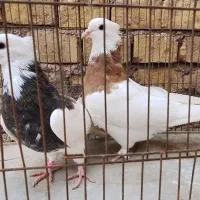 طوقی و جکسون