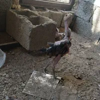 جوجه لاری معاوضه با پرنده زینتی و قفس