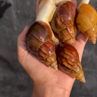 خزنده حلزونهای آچاتینا در انواع سایزها|خزنده|کرمان, |دیوار