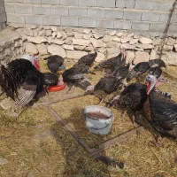 بوقلمون نر|حیوانات مزرعه|خوی, |دیوار