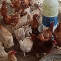 مرغ و خروس نژاد لوهمن و سلطان پاپری|حیوانات مزرعه|فردیس, فردیس|دیوار