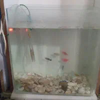 آکواریوم وماهی|ماهی|بروجرد, |دیوار