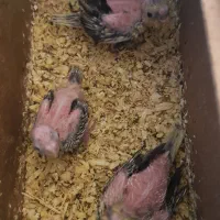 سلام سرلاکی