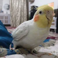 عروس هلندی گم شده