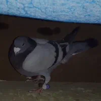 سبزآلمانی نرقلدر