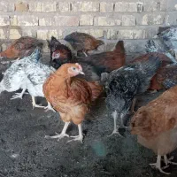 جوجه خروس و مرغ محلی بوقلمون مرغ تخم گذار