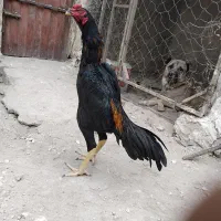 مرغ و خروس اوشامو شامو و انگلیس اصیل