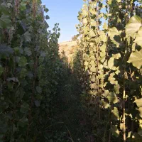 نهال صنوبر نیگرا و گردو چندلر فرانکی ژنتیپ برتر|گل و گیاه طبیعی|مشگین شهر, |دیوار