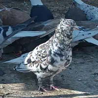 کبوتر رنگی درجه ۱