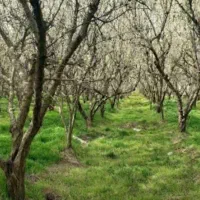 فروش زمین باغی