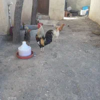 مرغ وخروس
