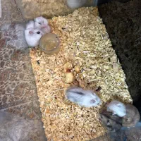 همستر کمپل ۲۰ روزه (مینیاتوری)|موش و خرگوش|اصفهان, بهارستان|دیوار