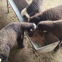 چهار عدد بره ماده تخفیف پای معامله