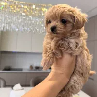 سگ توی|سگ|یاسوج, |دیوار