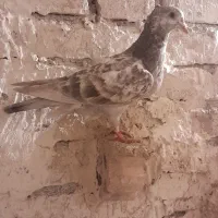 جوجه صید