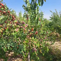 فروش باغ با آب قنات|فروش دفتر صنعتی، کشاورزی، تجاری|مشهد, سجاد شهر|دیوار