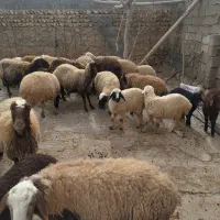 میش وبره|حیوانات مزرعه|کوهدشت, |دیوار