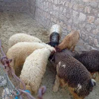 بره فروشی چاق و پروار و بزغاله مس