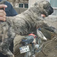 توله ماده|سگ|نیشابور, مازول|دیوار