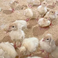 جوجه بوقلمون درجه 1