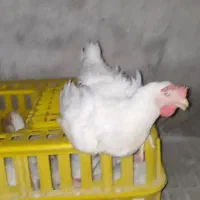 فروش مرغ و خروس گوشتی ارگانیک|حیوانات مزرعه|قم, علی آباد سعدگان|دیوار