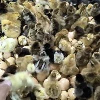 جوجه محلی برای هفته آینده موجوده نژاد مرغ خروس محل|حیوانات مزرعه|سیرجان, |دیوار