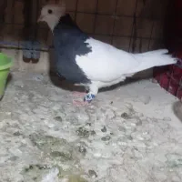 کبوتر طوقی|پرنده|تهران, شهرک شریفی|دیوار