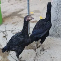 مرغ لاری جوان