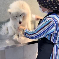 اصلاح وپیرایش سگ