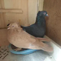 کبوتر راعبی