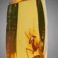 خریداری تمامی جواهرات کارشناسی وصدورشناسنامه معتبر|جواهرات|تهران, شادمان|دیوار