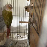 گرینچیک عروس هلندی