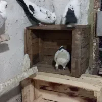 کبوتر جفت دمی
