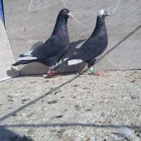 جفت میناکرمانی واکسی