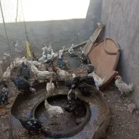 مرغ ومرغابی