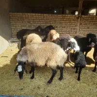 ده راس میش جوان عالی|حیوانات مزرعه|پیشوا, |دیوار