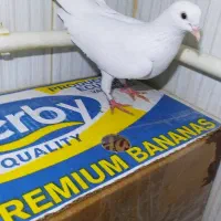 کبوتر پرشی به شرط