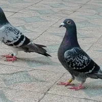 جفت پلاکی درجه یک