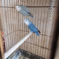 طوطی برزیلی مولد و عروس هلندی لوتینو مولد|پرنده|بومهن, |دیوار