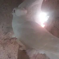 یاهو