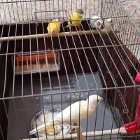 فروش ۸ عدد قناری و ماده آماده تخم گذاری