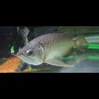 آروانا گرین هایبک شناسنامه و چیپست 27cm