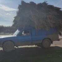 یونجه باقیمت مناسب