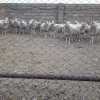 گوسفند بره نر رومن