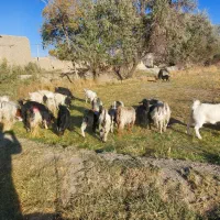 ۳۰راس بزغاله