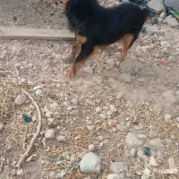 سگ پاکوتاه فروشی|سگ|برازجان, |دیوار