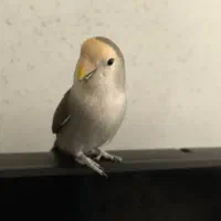 طوطی کوتوله برزیلی